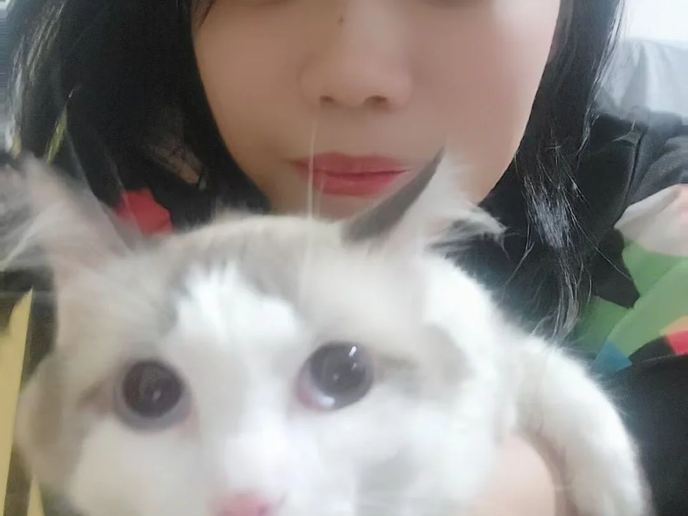 Amei-8 offline chatrum