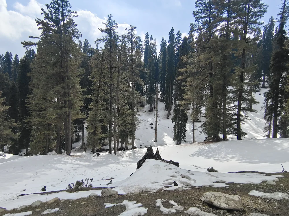 sassyhoneyfluff's most recent online preview