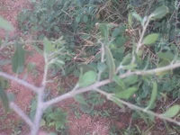 Chandu1245's webcam live show