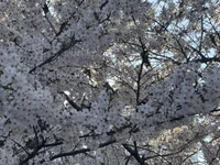 MITUKI0707's Live XXX Chat