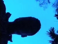Rjsuman5