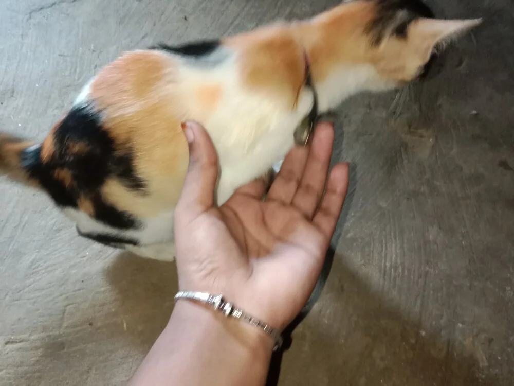 Jamila1128: συνομιλία ΧΧΧ εκτός σύνδεσης