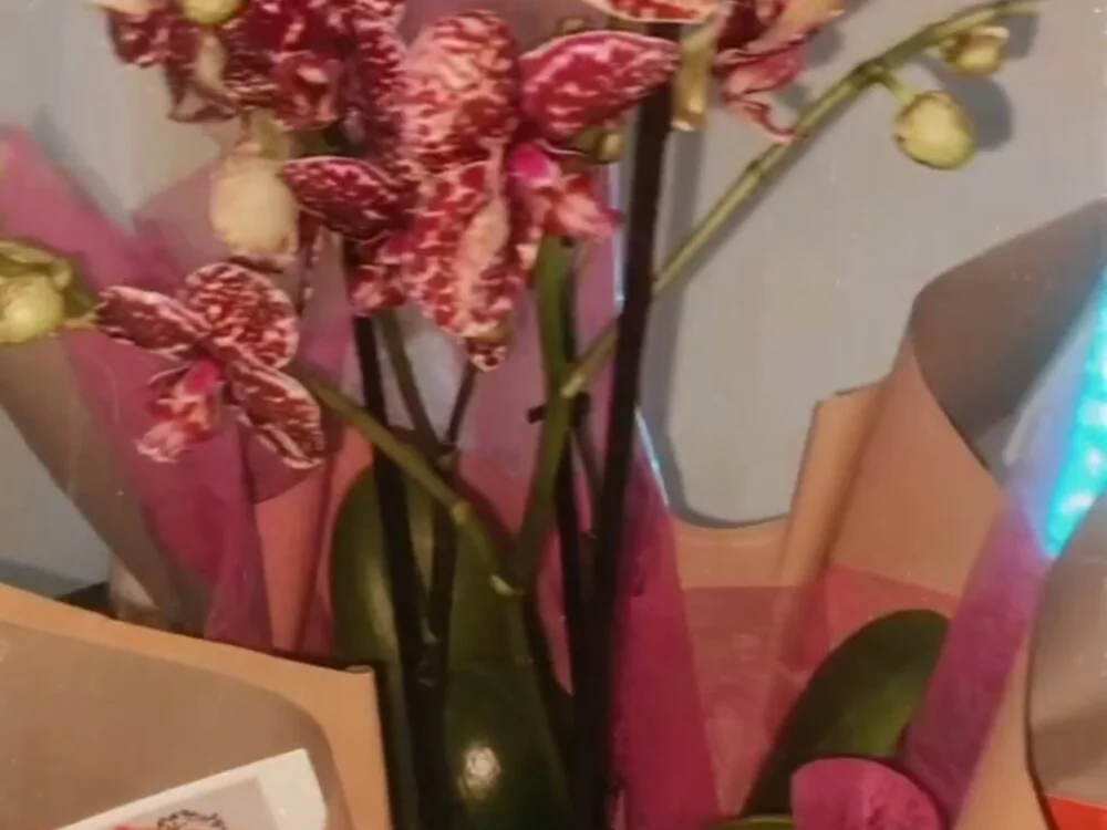 kingqueen6969 Chat XXX offline