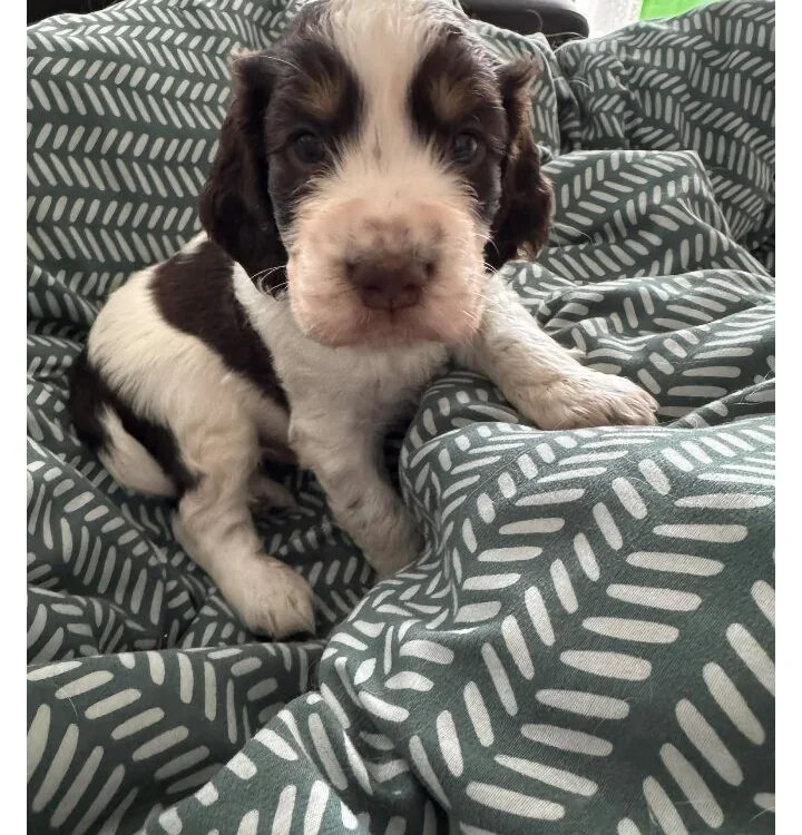 cezary24 – Offline XXX chat