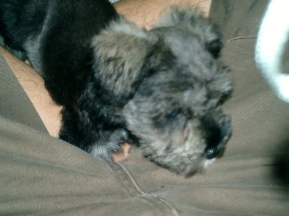 PIGBABY-LOVE Chat XXX Ngoại tuyến