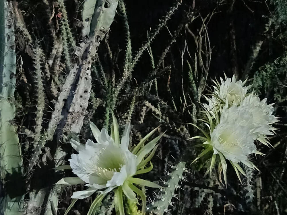 Xxguyxxx's most recent online preview