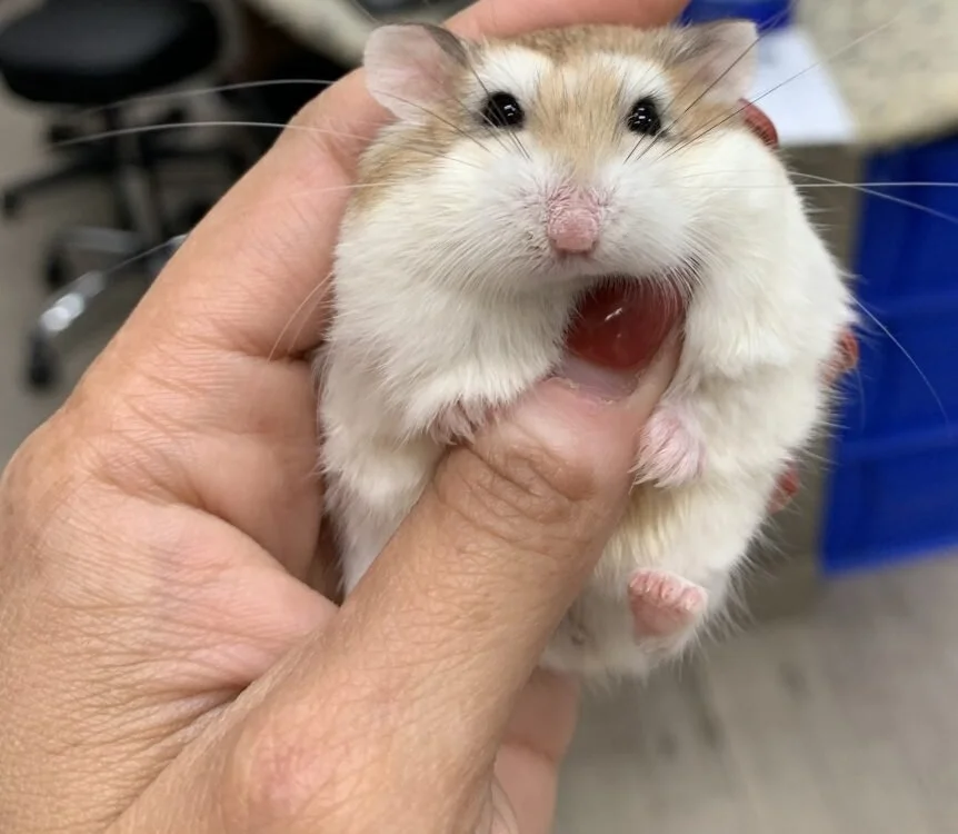 cactao17 offline XXX-chatje