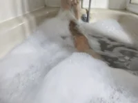 soyyoelque4