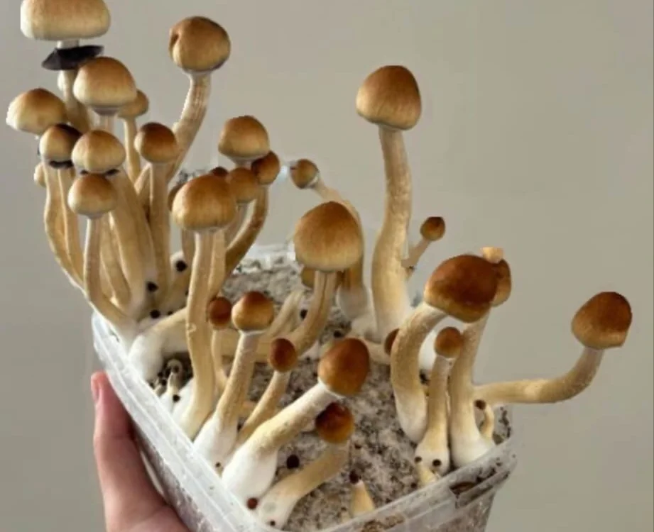 Offline XXX chat UnrealisticBadge5