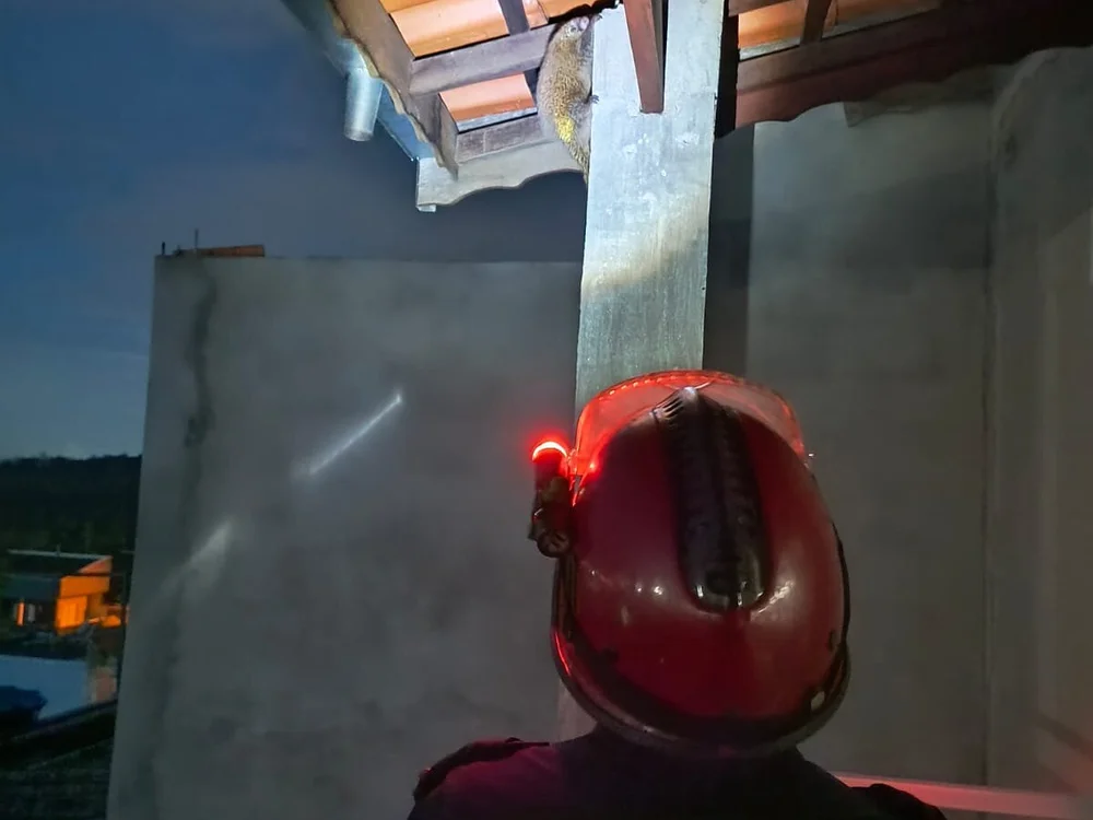 Bcbom offline XXX-chat