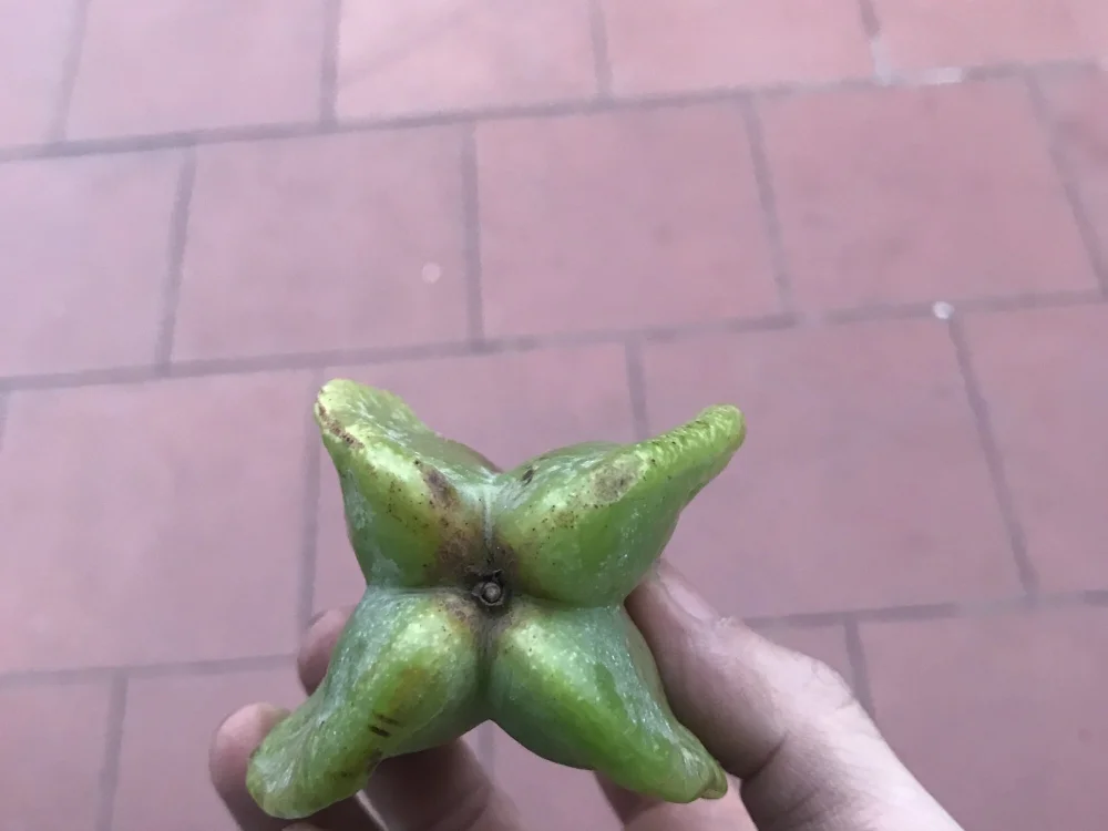 BanSexToy 오프라인 XXX 채팅