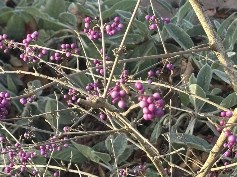 olivebobolive: офлайн-секс-чат