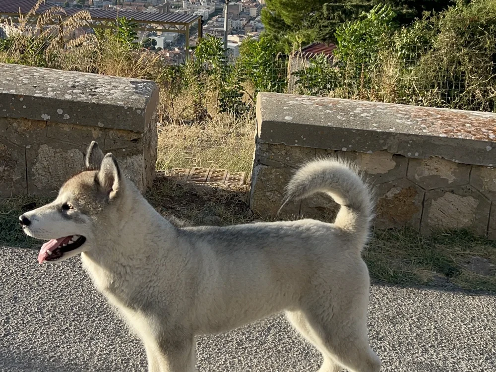 cover photo of frankbang
