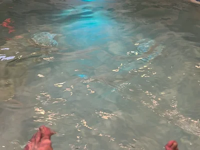 QuenchedBrocade profile