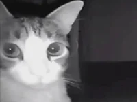 chubbygamer26 Adlı Modelin Canlı XXX Sohbeti