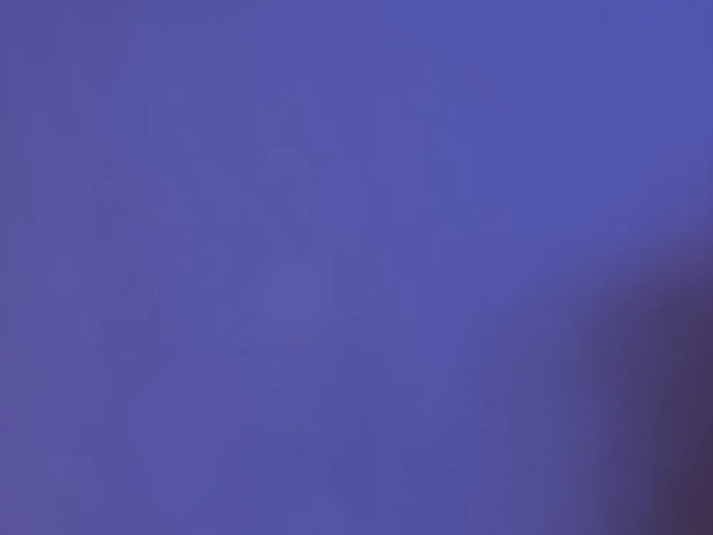 palmier87 2