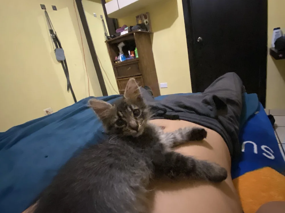 ห้องแชทออฟไลน์ของ Adolfozamo