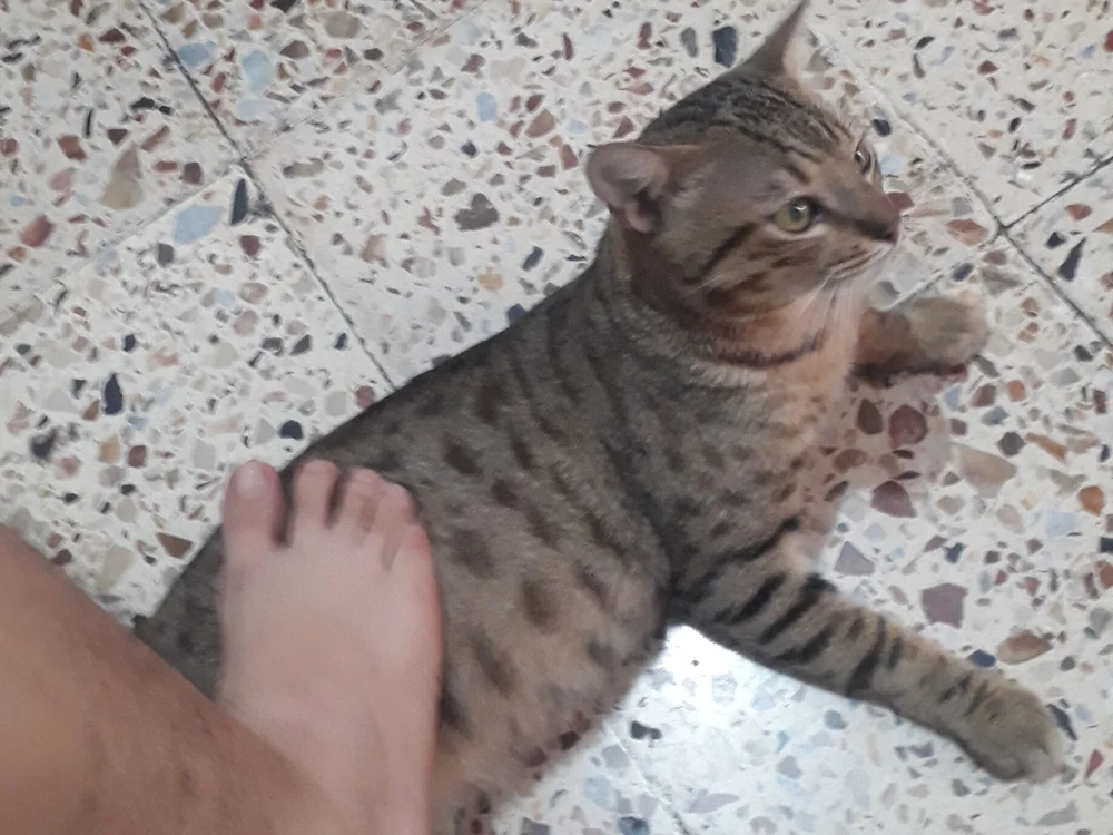 Mrdandey – Offline XXX chat