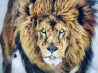 Модель SEXY_LION7