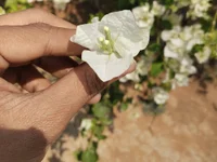 theboyas webcam thumbnail