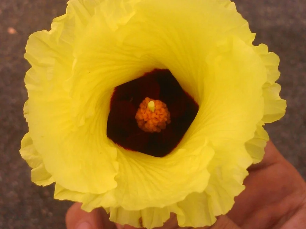 Czat XXX offline – dreamtoungelick69