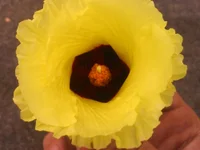 Model dreamtoungelick69