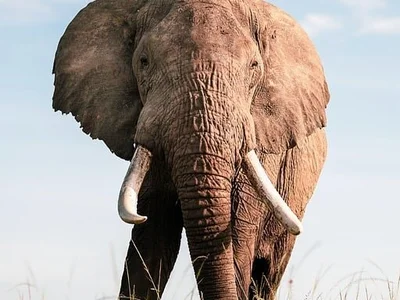 SizableCylinder profile