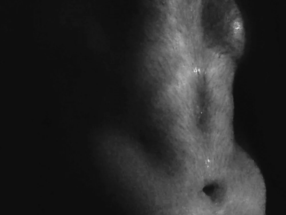 anhale1n Offline XXX chat