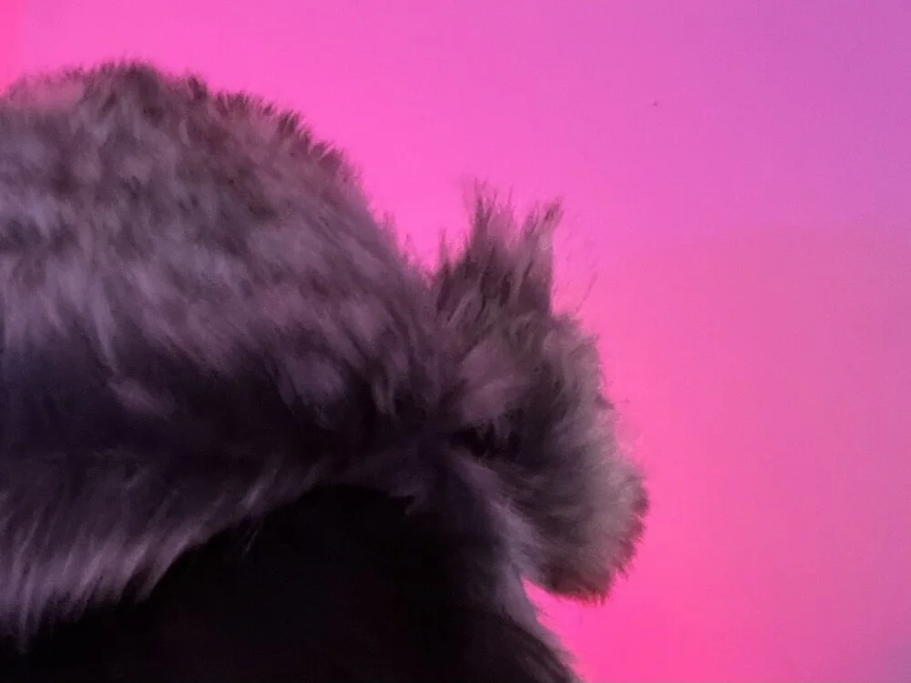 Raegisn Offline XXX chat