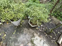 Miumiu999's webcam live show