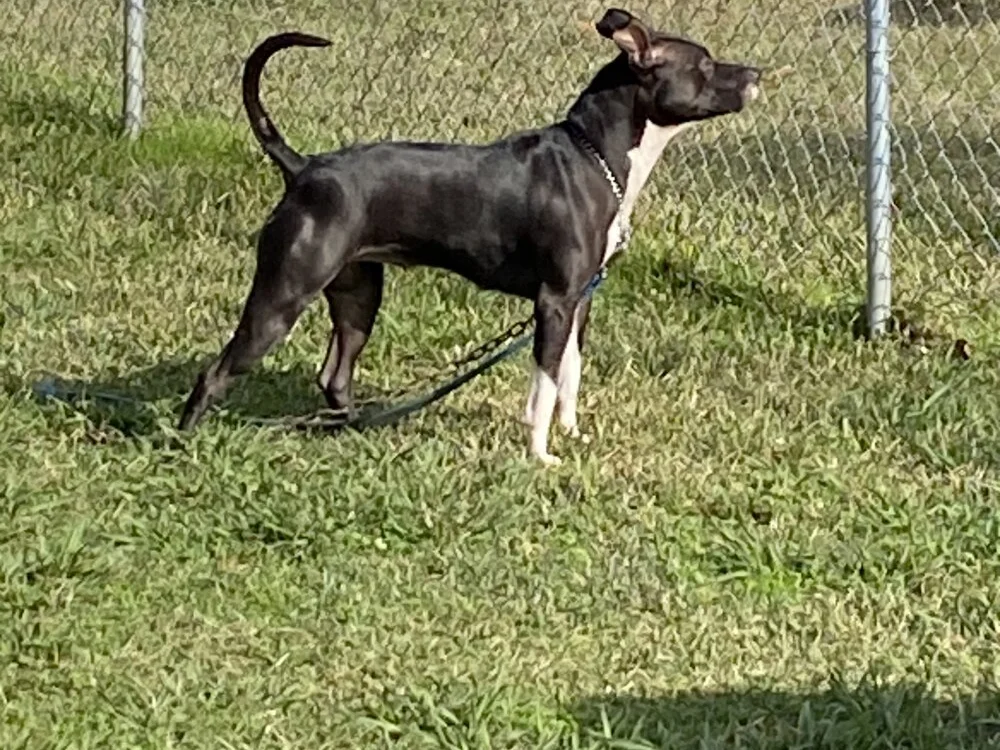 Mr10piece – Offline XXX chat