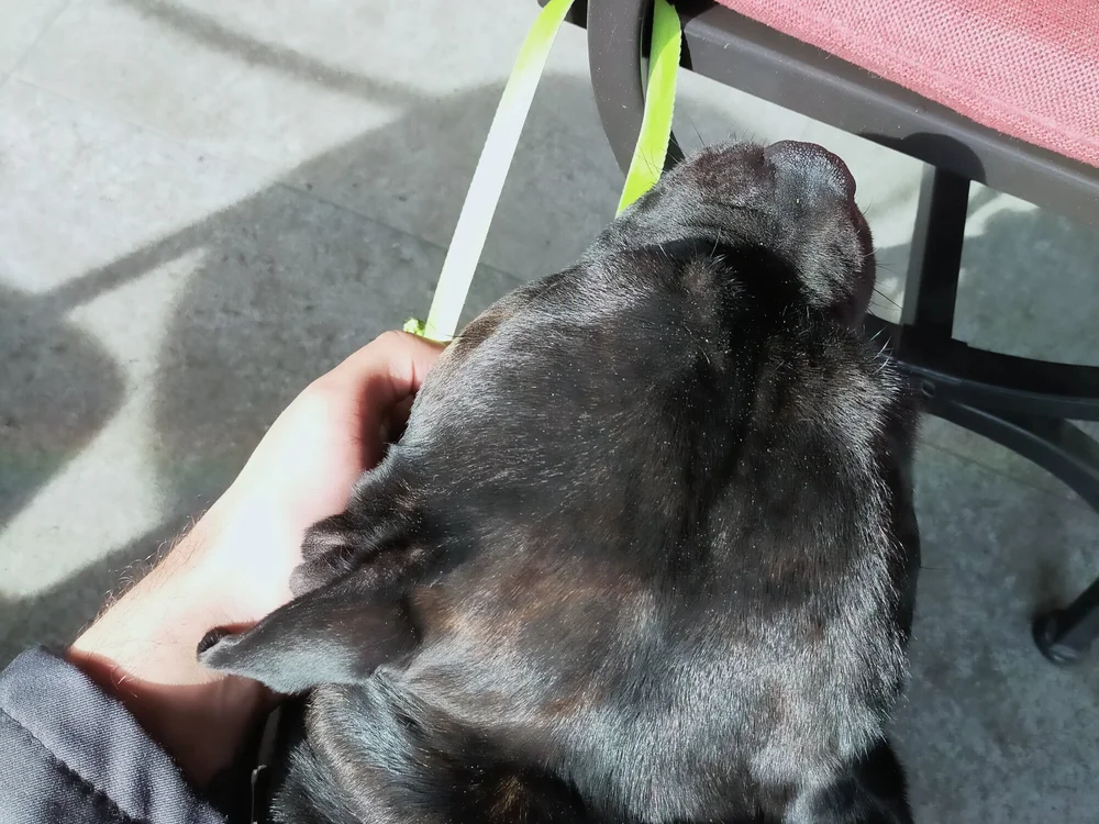 pit_bull- offline chatrum