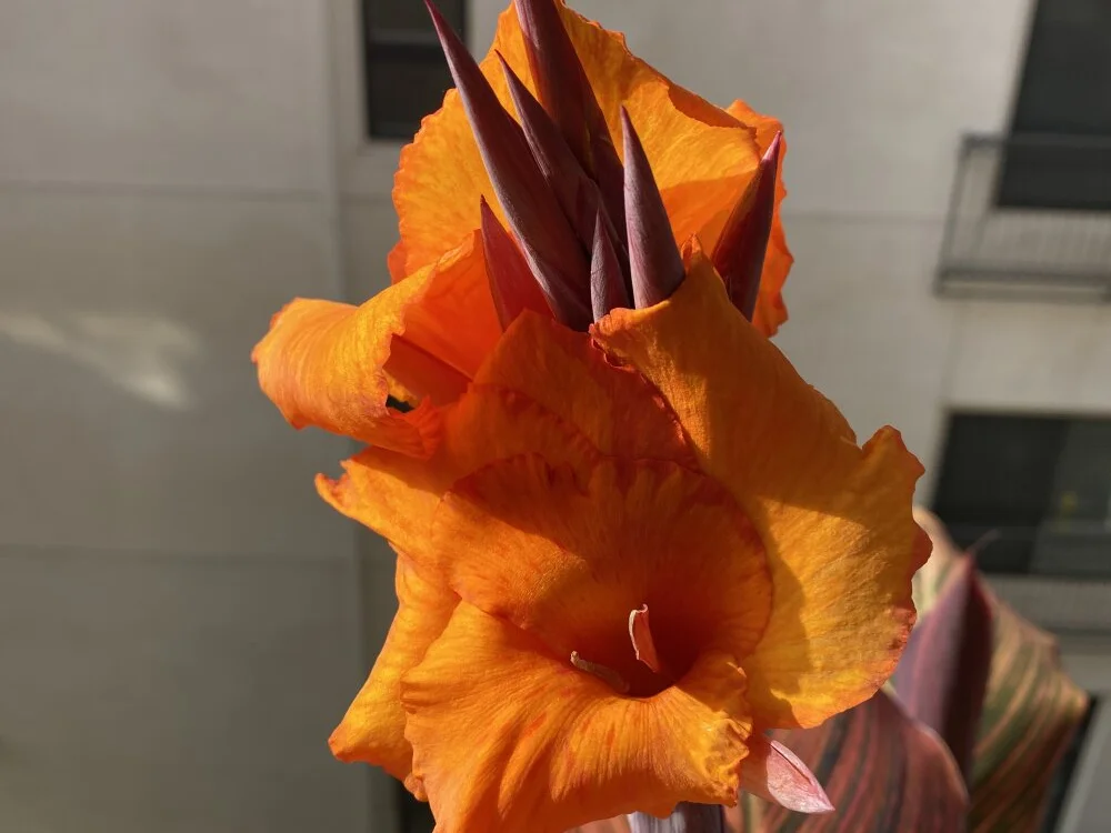 panty_boixx – Offline XXX chat