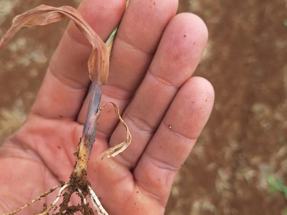 rodrigoga536489 离线XXX聊天