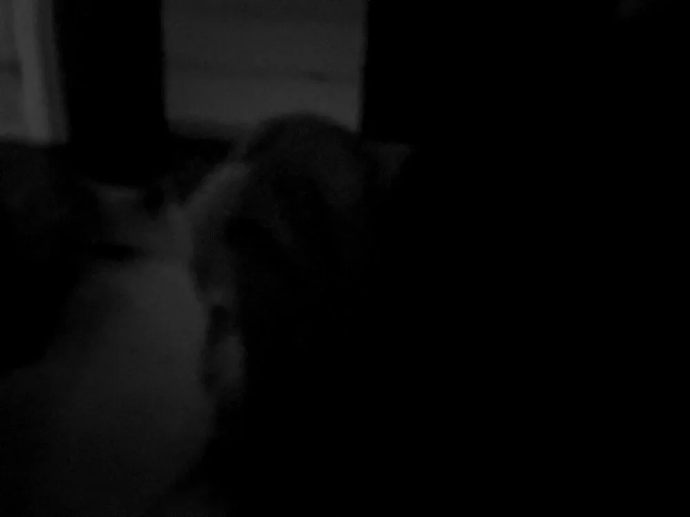 Thrillhouse 離線 XXX 聊天