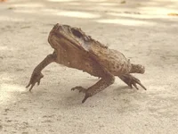 inkdmagzのライブXXXチャット