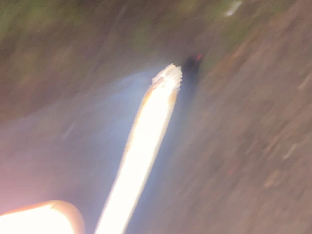 siwy-_- cover photo