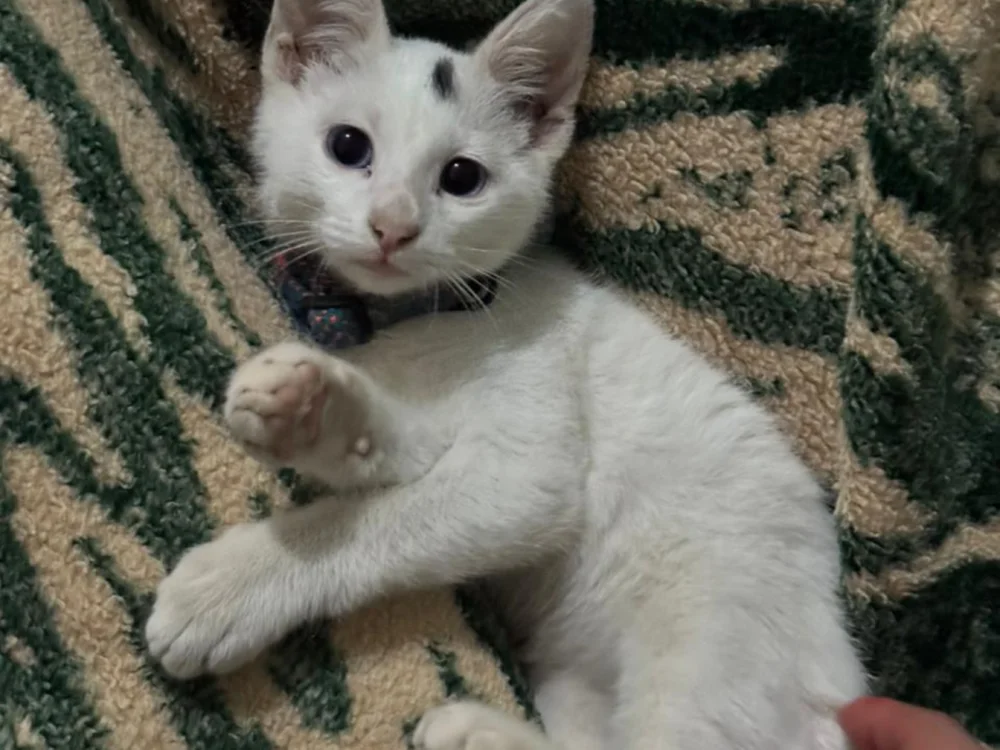 Chatroom XXX hors ligne de el-chats