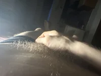 Xielin1