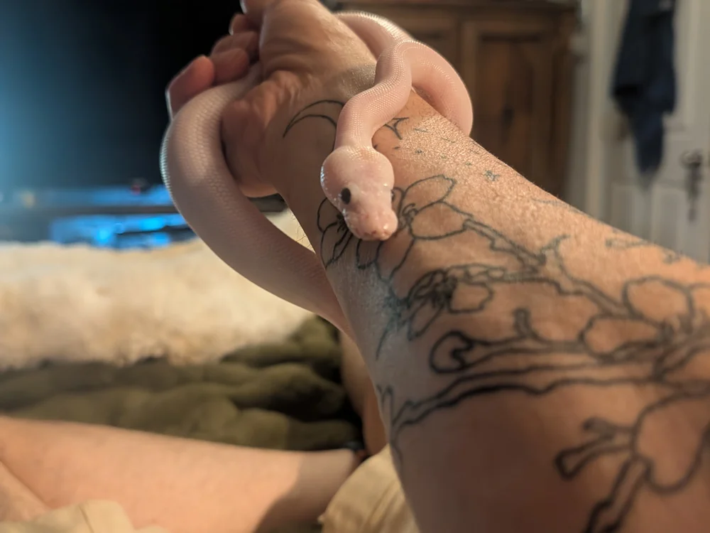 ResignedEsthetic – Offline XXX chat