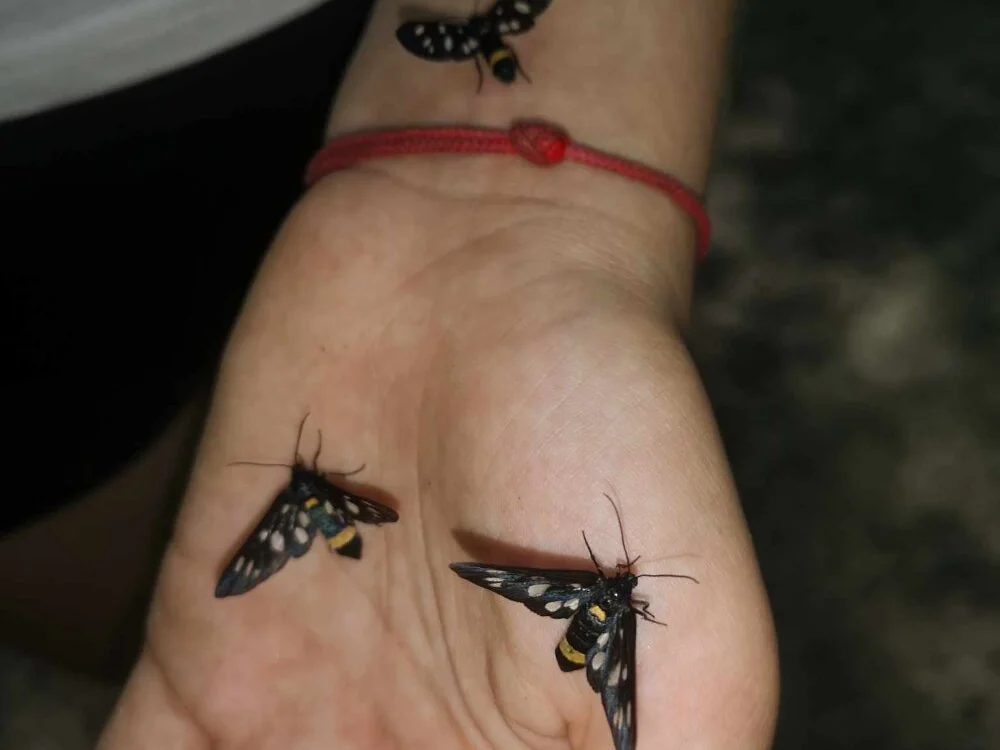 Pajkoslepke's Offline XXX Chat