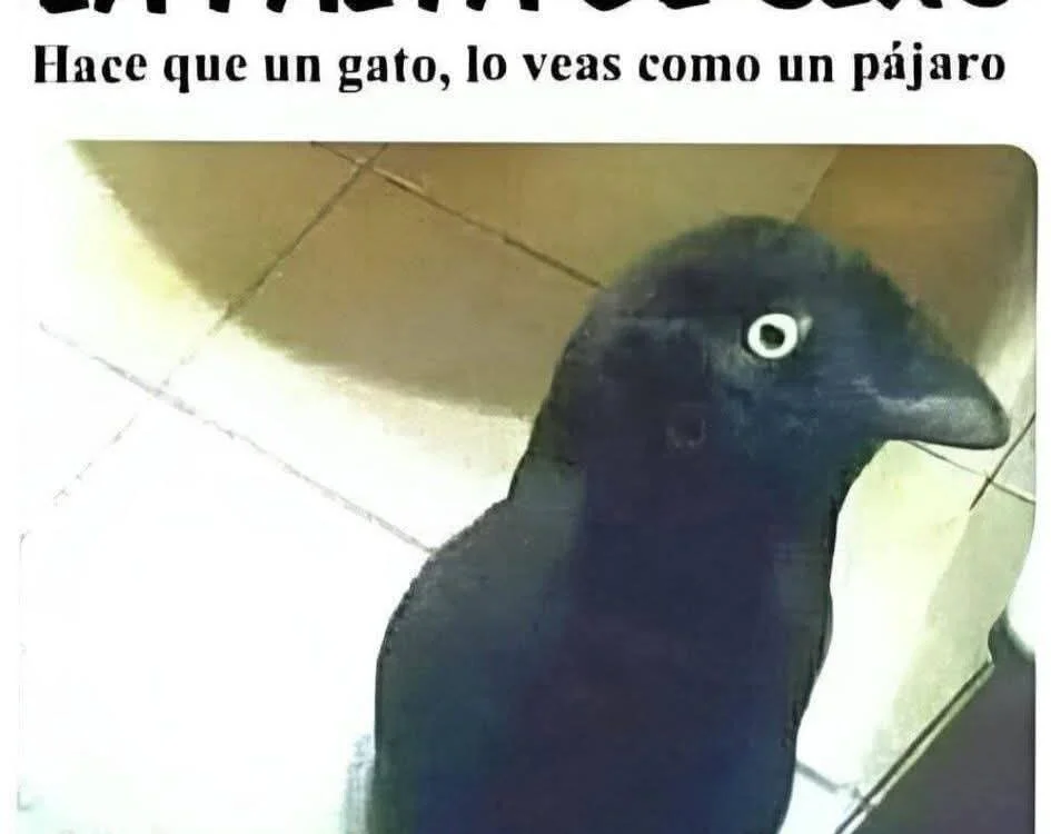 dacotax's most recent online preview