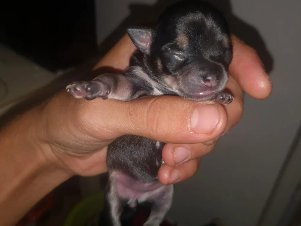 toodoparati offline XXX-chat