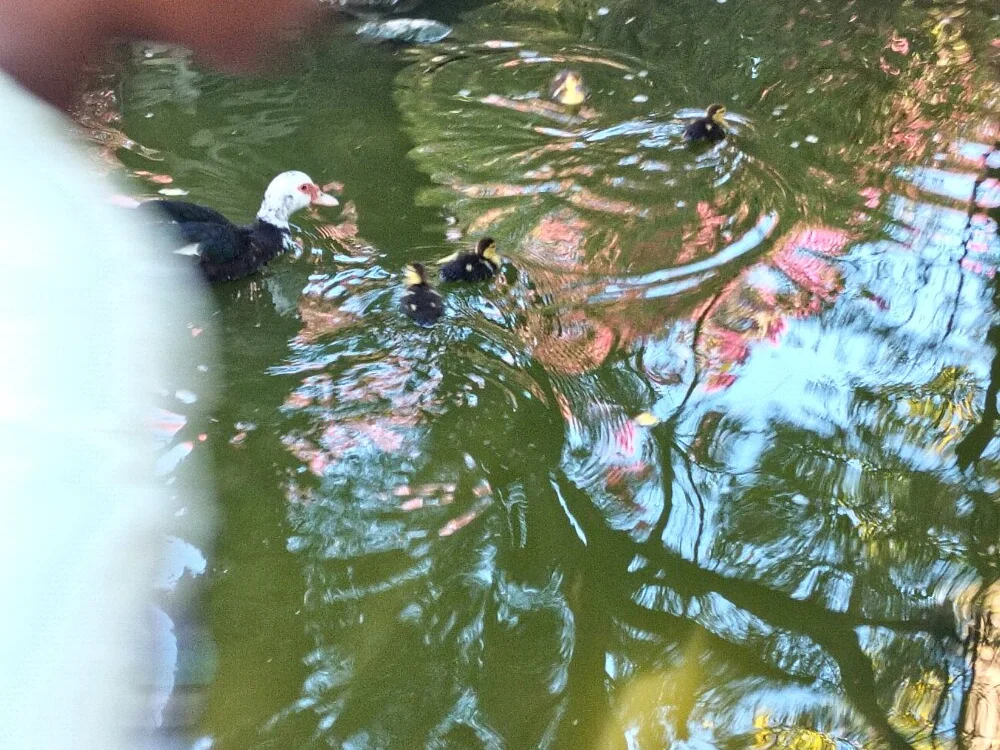 Chat XXX offline de sirenyta33