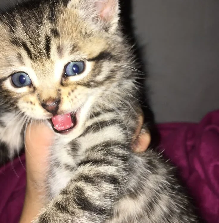 دردشة Theonehard12 الجنسية دون اتصال