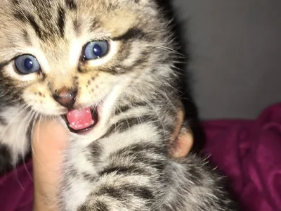 Cam boy Theonehard12