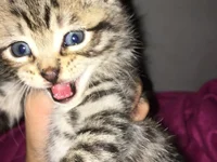 Theonehard12's webcam live show