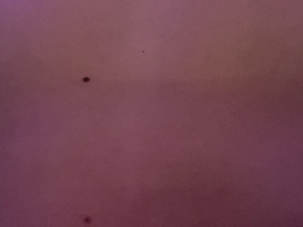 แชท XXX ออฟไลน์ของ VirtualPear