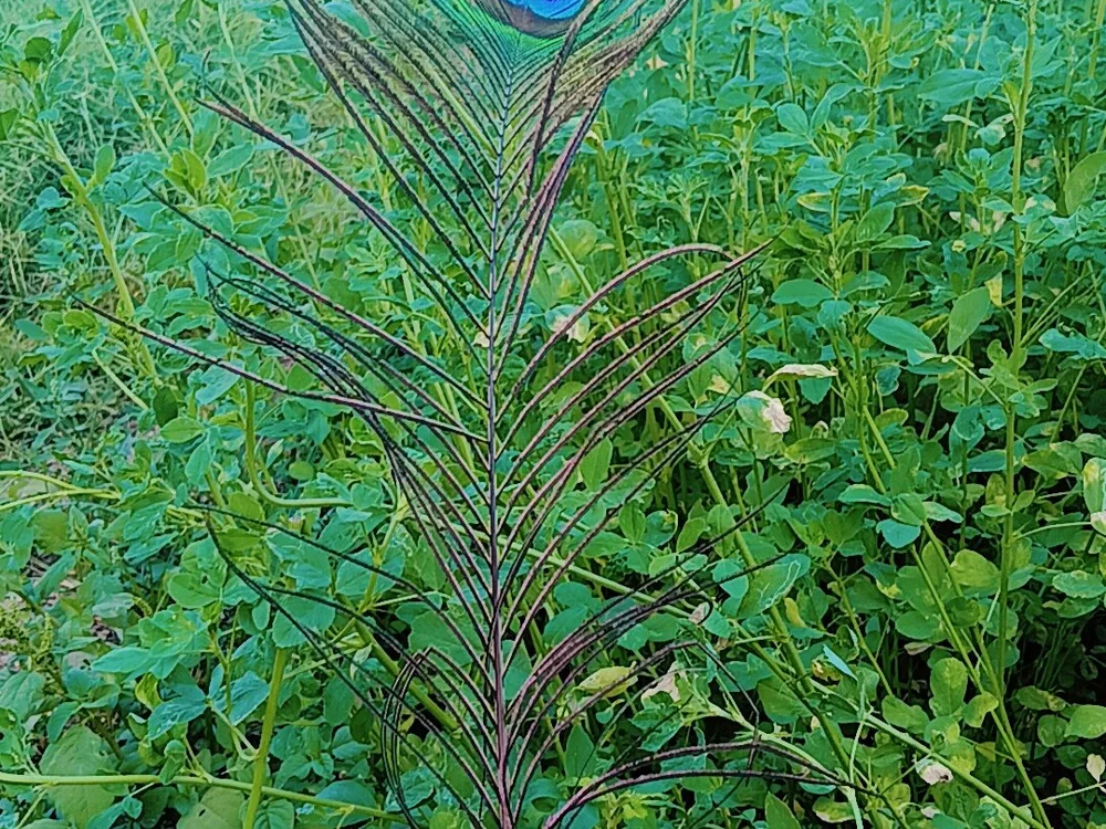 kissu1431 Obrolan XXX Offline