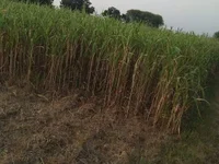Indian_Anui